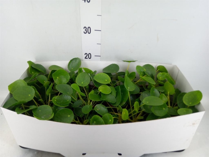 <h4>Pilea peperomioides</h4>