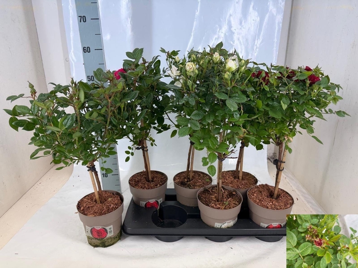 <h4>ROSA ST MIXKAR</h4>