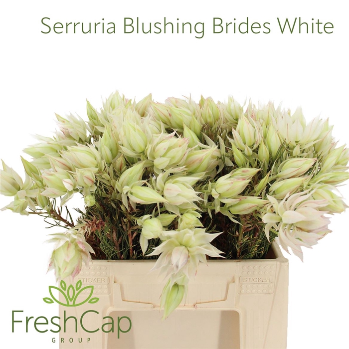 <h4>Serruria Blushing Brides White 2-3 Flwr</h4>