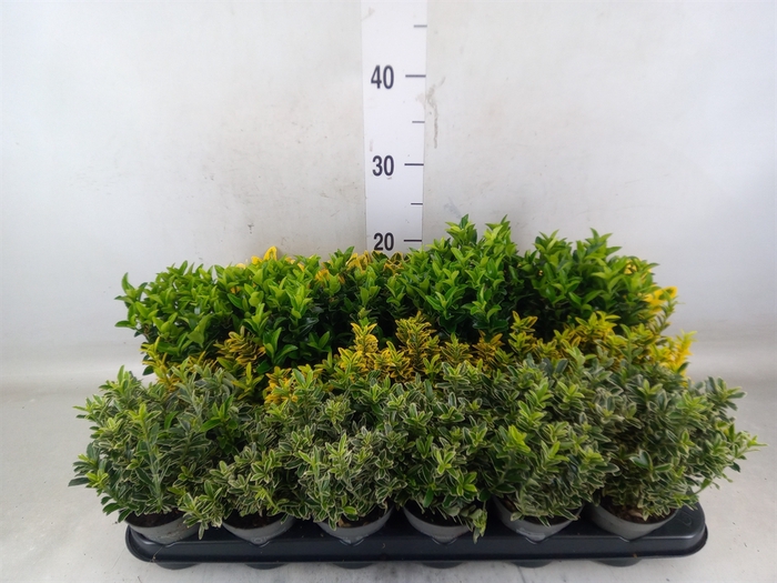 <h4>Euonymus japon.   ...mix</h4>