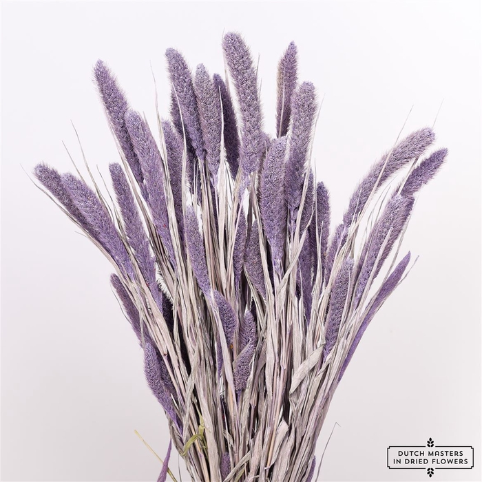 Dried Setaria Frosted Milka Bunch