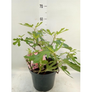 Ficus carica