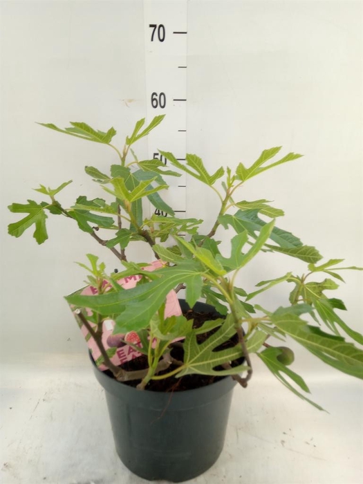 <h4>Ficus carica</h4>