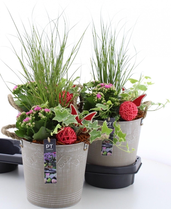 <h4>ARR TUINPLANTEN</h4>