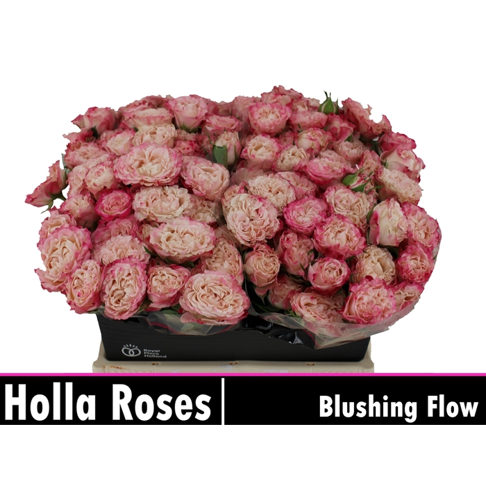 <h4>Blushing Flow</h4>