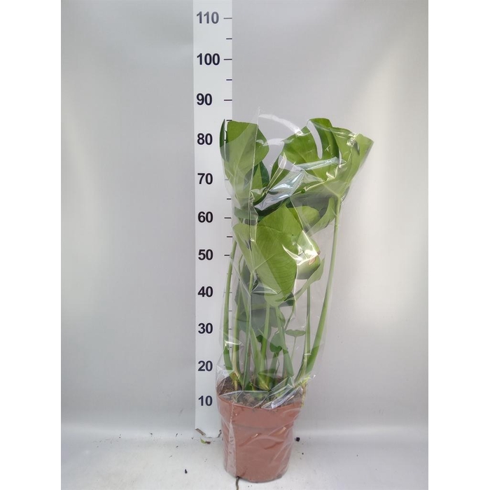 <h4>Monstera delic.</h4>
