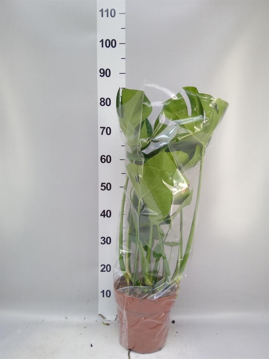 <h4>Monstera delic.</h4>