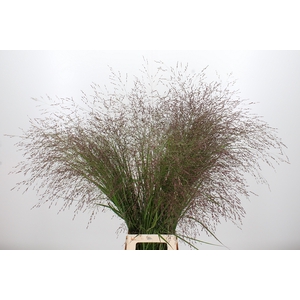 Panicum Warrior