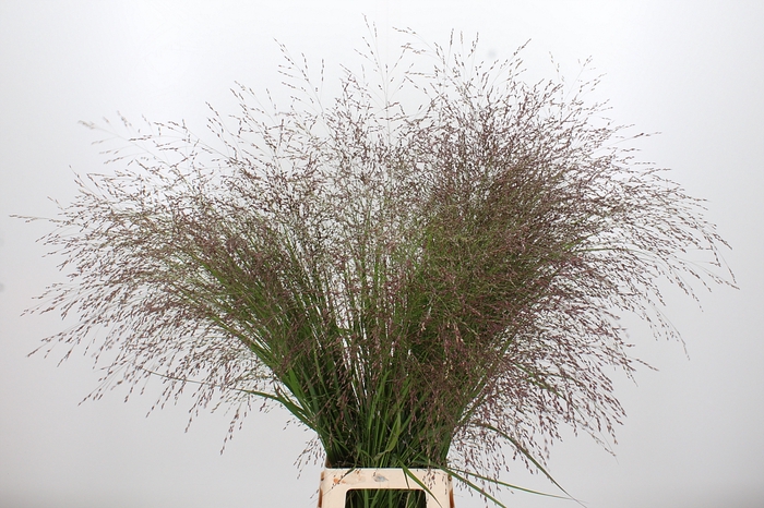 <h4>Panicum Warrior</h4>