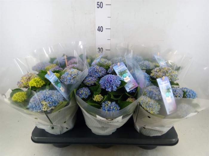<h4>Hydrangea mac. 'Magical Revolution'</h4>