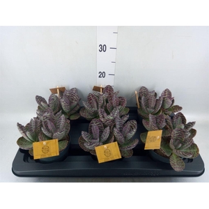 Kalanchoe humilis 'Surpris Desert'