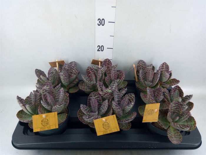 <h4>Kalanchoe humilis 'Surpris Desert'</h4>