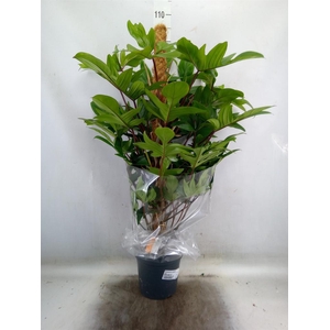 Philodendron pedatum