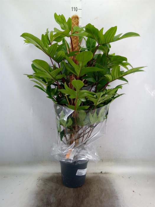 <h4>Philodendron pedatum</h4>