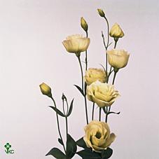 <h4>Eus G Rosi Green</h4>