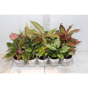 AGLAONEMA VARIADA P12