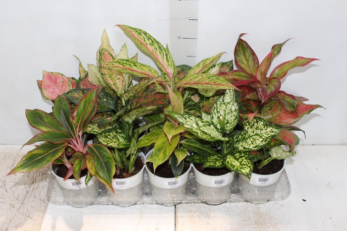 AGLAONEMA VARIADA P12