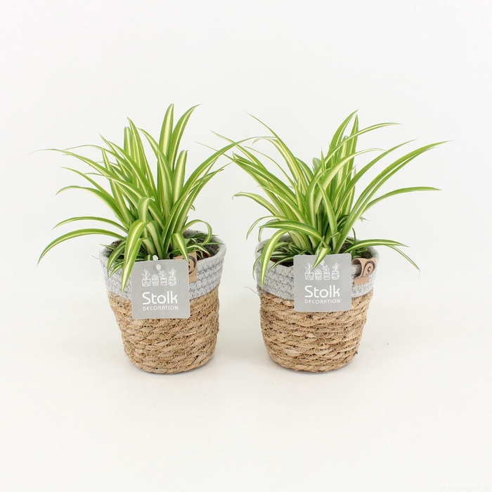 <h4>Chlorophytum Variegatum in Basket</h4>