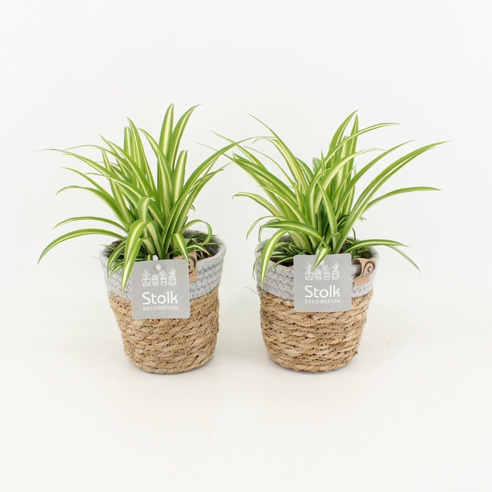 <h4>Chlorophytum Variegatum in Basket</h4>