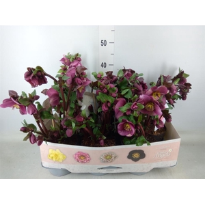 Helleborus  'Fkiss Charmer'