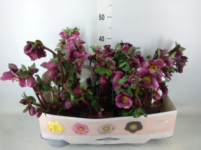 <h4>Helleborus  'Fkiss Charmer'</h4>