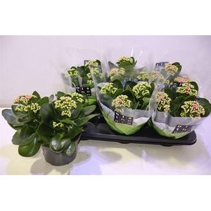 arr8 Kalan B Ge C Weaver