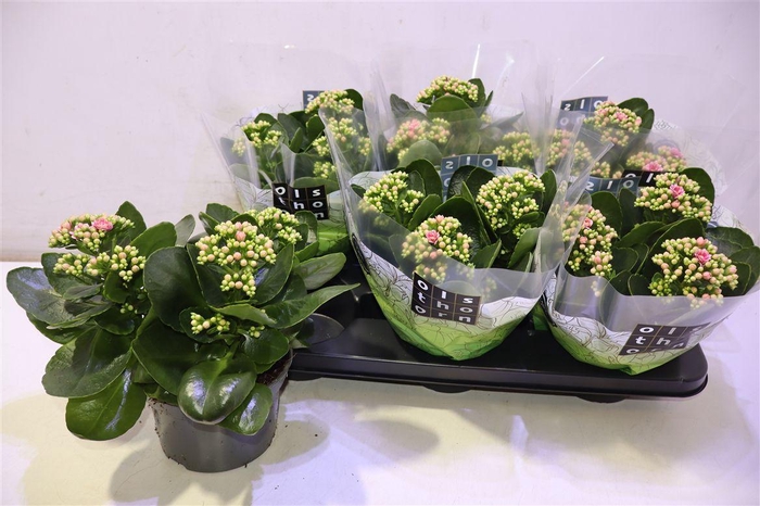 <h4>arr8 Kalan B Ge C Weaver</h4>