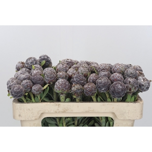 Kaaps Groen Pubescens