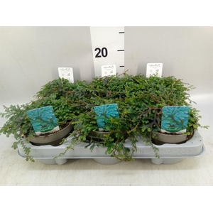 Selaginella uncinata 'Peacock'