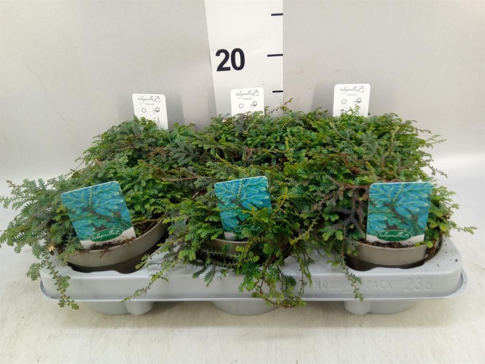 <h4>Selaginella uncinata 'Peacock'</h4>
