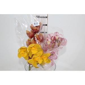 CYMBIDIUM MIDI