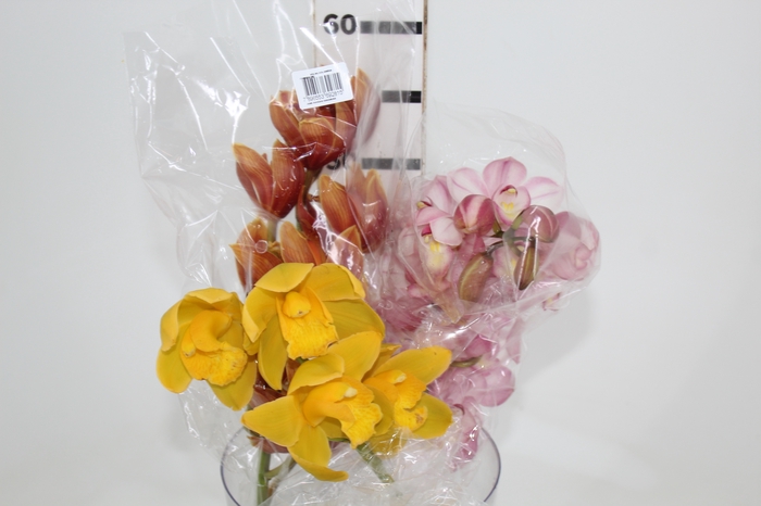 <h4>CYMBIDIUM MIDI</h4>