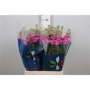 Matth Iron Deep Pink