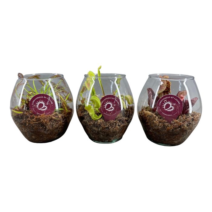 <h4>Vleesetende Planten Gemengd Glas Globus</h4>