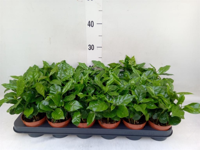 <h4>Coffea arabica</h4>