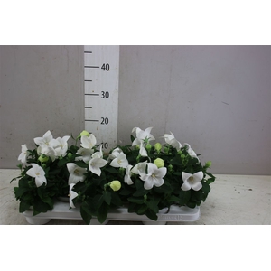 Platycodon Gr Astra White