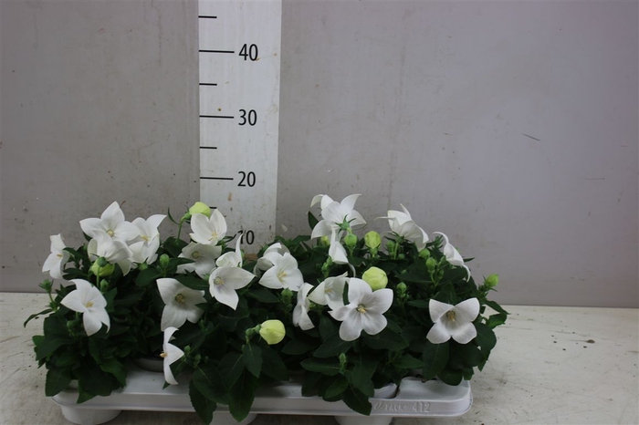 <h4>Platycodon Gr Astra White</h4>