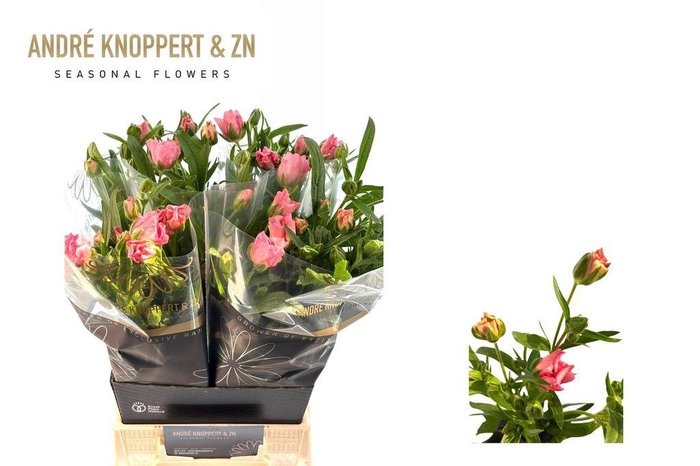 Ranunculus Butterfly Isis