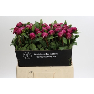 Paeonia Red Sarah