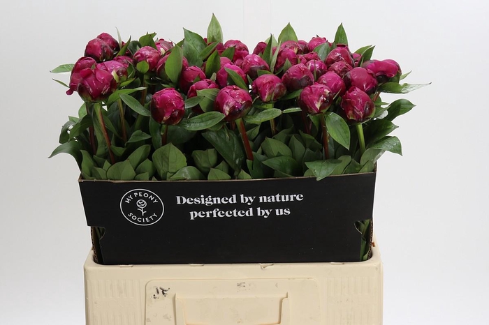 <h4>Paeonia Red Sarah</h4>