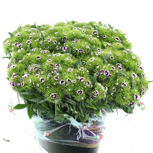 Di Barb Bicolor Purple