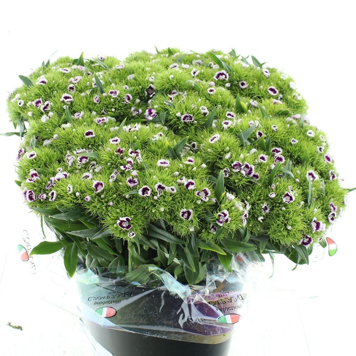 <h4>Di Barb Bicolor Purple</h4>