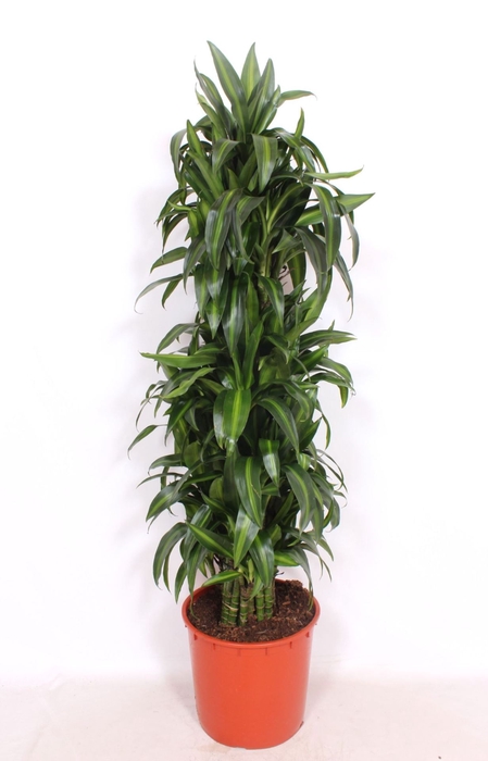 Dracaena Hawaiian Sunshine