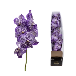 Vanda Sunanda Royal Purple X4