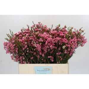 Chamelaucium Sarah's Delight