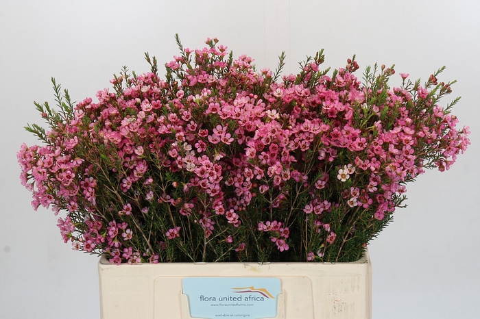<h4>Chamelaucium Sarah's Delight</h4>