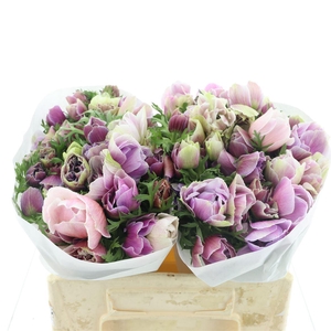 Anem Mistral Rarity Extra