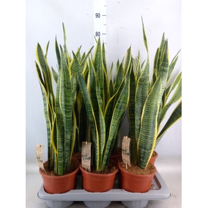 Sansevieria trifa. 'Laurentii'