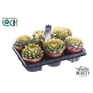 Winterbeauty succulenten mix gold