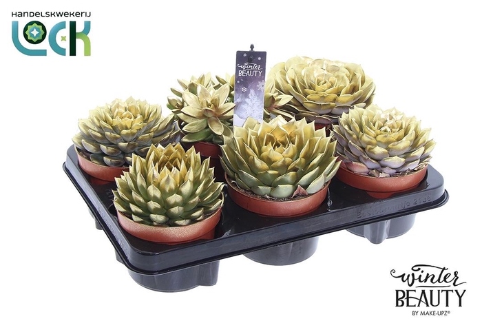 <h4>Winterbeauty succulenten mix gold</h4>